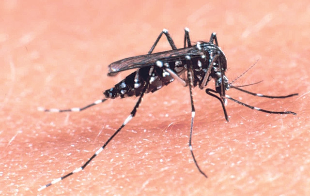 mosquitoes suck blood twins hot sexy nude