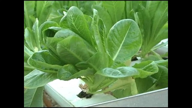 Virginia State University Extension Exploring Aquaponics | Community 