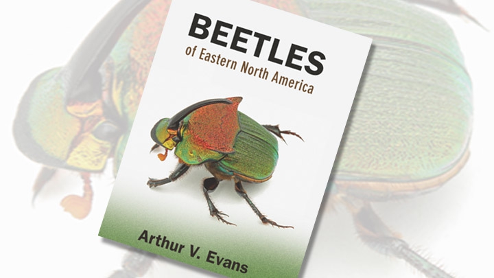 http://cdn.ideastations.org.s3.amazonaws.com/article-images/article-width/beetles-of-eastern-north-america.jpg?itok=RBWAzh5X