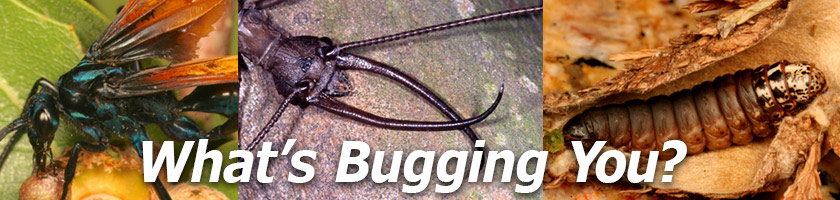 What's Bugging You?