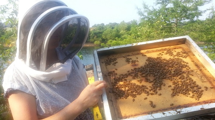 In the News!  Rockwood Park Backyard Beekeepers